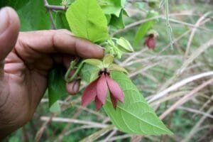 الٹ کمبل Devils cotton A