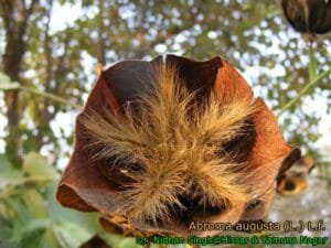 الٹ کمبل Devils cotton A