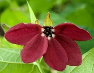 الٹ کمبل Devils cotton A