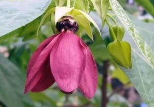 الٹ کمبل Devils cotton A