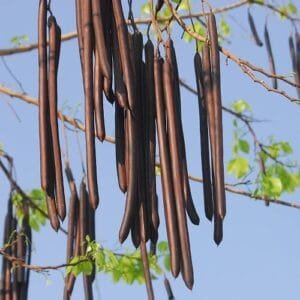 املتاس Golden shower