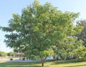 املتاس Golden shower