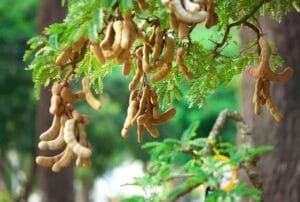 املی Tamarind
