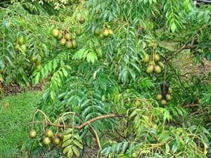 امڑہ Hog Plum 