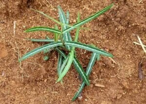 انت مول Indian sarsaparilla Hemidesmus indicus भारतीय सरसापैरिला