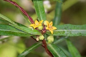انت مول Indian sarsaparilla Hemidesmus indicus भारतीय सरसापैरिला