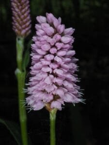 انجبار Bistorta