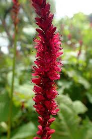 انجبار Bistorta