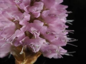 انجبار Bistorta