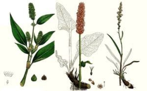 انجبار Bistorta