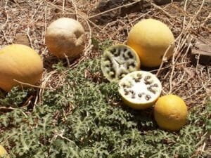 اندرائن تمہ Colocynth