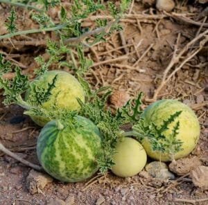 اندرائن تمہ Colocynth