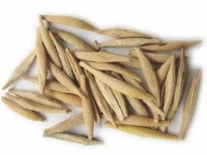 اندر جو کڑا چھال کڑا سکKurchi Holarrhena pubescens 0