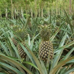 انناس pineapple