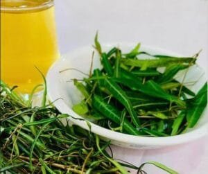 اننت مول sarsaparilla Hemidesmus indicus 6