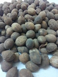 انکول Ankol