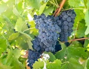 انگور Grapes