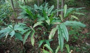بڑی الائچی Large Cardamom
