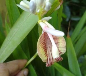 بڑی الائچی Large Cardamom