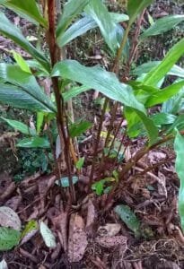 بڑی الائچی Large Cardamom