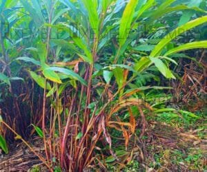 بڑی الائچی Large Cardamom