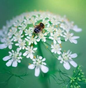 انیسوں سونف Aniseed