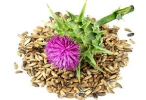 اونٹ کٹارا Milk thistle