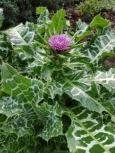 اونٹ کٹارا Milk thistle