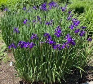ایرسہ Siberian iris एरसा