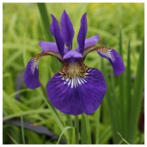 ایرسہ Siberian iris एरसा