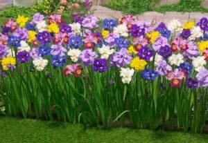 ایرسہ Siberian iris एरसा