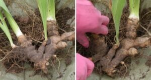 ایرسہ Siberian iris एरसा