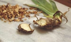 ایرسہ Siberian iris एरसा