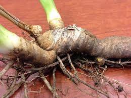 ایرسہ Siberian iris एरसा