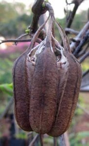 ایشر مول एशर मॉल