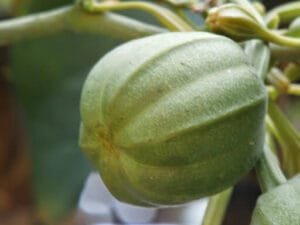 ایشر مول एशर मॉल