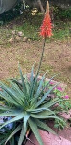 ایلو ویرا एलोविरा Aloe vera