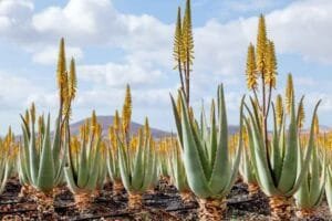 ایلو ویرا एलोविरा Aloe vera