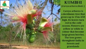 بائے کنبہ Wild guava careya arborea roxb कुंबी