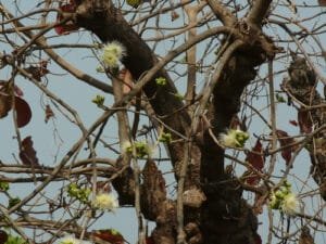 بائے کنبہ Wild guava careya arborea roxb कुंबी