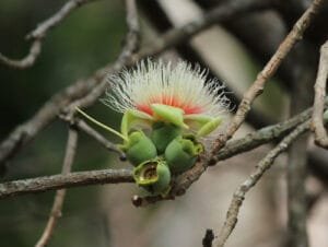 بائے کنبہ Wild guava careya arborea roxb कुंबी