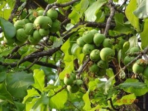 بائے کنبہ Wild guava careya arborea roxb कुंबी