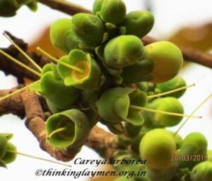 بائے کنبہ Wild guava careya arborea roxb कुंबी