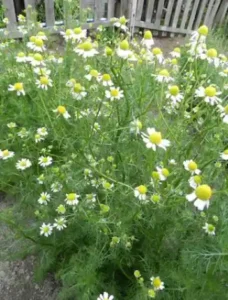 بابونہ کیمو مائیل Chamomilla