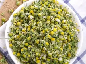 بابونہ کیمو مائیل Chamomilla