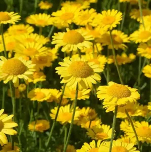 بابونہ کیمو مائیل Chamomilla