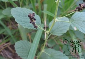 بابچی Psoralea corylifolia बाबची