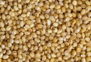 باجرہ Millet बाजरा