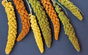 باجرہ Millet बाजरा