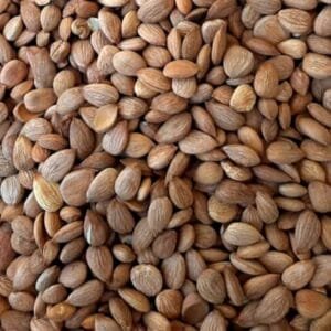 بادام تلخ Almond bitter कड़वे बादाम